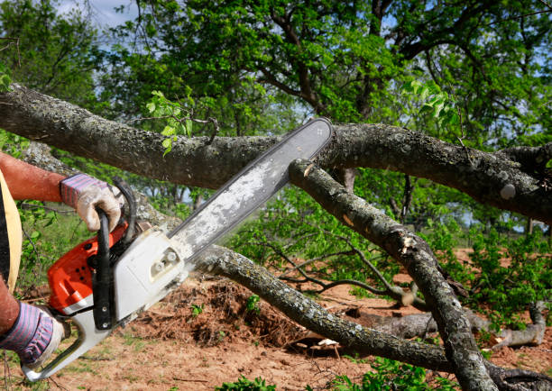 Tree Root Removal